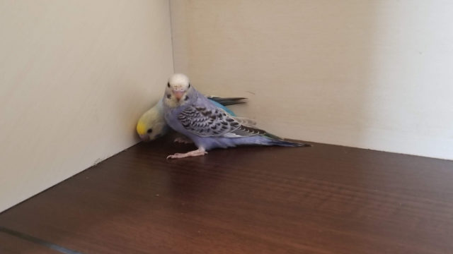 初心者が鳥を飼うならセキセイインコがおすすめ Sarari Note