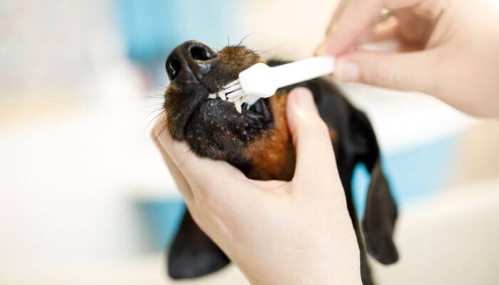 愛犬の歯磨き